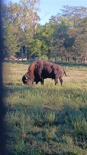 Grazing Bison Bull #oldschoolalaska #natureshorts