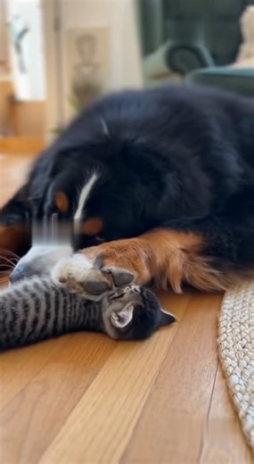 10K views · 372 reactions | Big Dog Tries to Use His Paw as a Fence Around the Kitten #BigDog #KittenAdventures #PawFence #DogAndCat #PetBuddies #AnimalFriendship #CutePets | Funny Cats Hub | Facebook