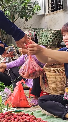Harvest Bayberry ( Delicious Fruit On A Hot Summer Day )