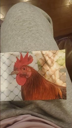 Baby Einstein Animals Around Me Rooster and Chicken