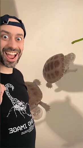 Meet the alien turtles!
