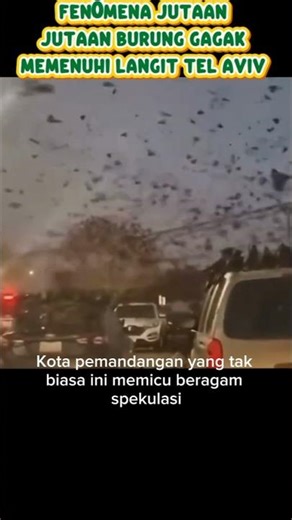 Millions of crows fill the sky and Afif