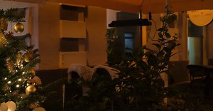 Video by gusat silviu on Pexels