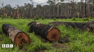 'UK government efforts to end deforestation pointless unless more is done', charity says
