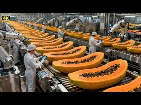 Inside the Factory: How to Make Irresistibly Chewy Dried Papaya? (Full Process)