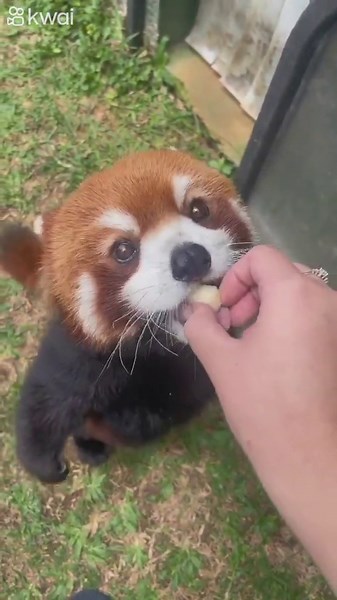 Meet the adorable and playful red panda up close
