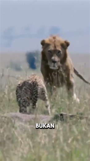 Inilah Kenapa Cheetah Cuma Kucing Rumahan Berbadan Besar #kucinglucu #faktaunik #faktamenarik