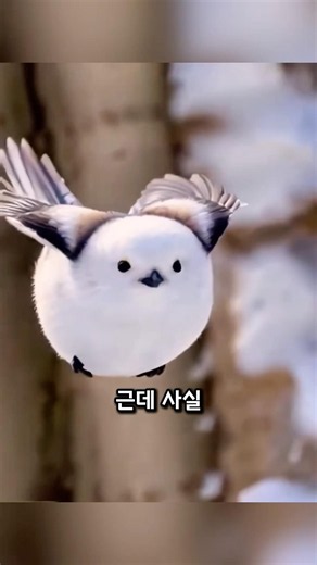 가장 귀여운 새 오목눈이