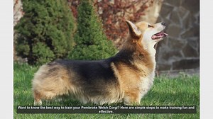 Effective Training Tips for Your Pembroke Welsh Corgi