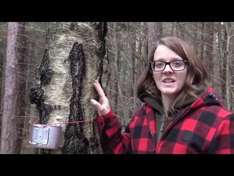 Tapping Birch Trees For Birch Sap