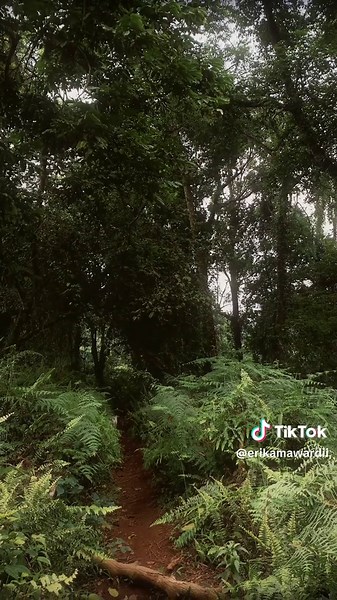 Exploring Gunung Salak: A Guide to Shiro Views