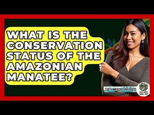 What Is The Conservation Status Of The Amazonian Manatee? - South America Travel Pros
