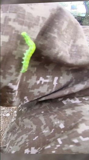 The Green Inchworm’s Perfect Fold🐛