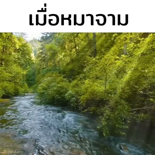 เมื่อหมาๆจาม #vtuber #vtuberthai #hololive