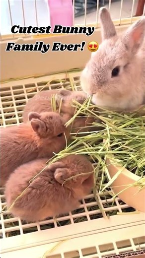 Cutest Bunny Family Ever! 😍