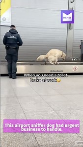 91K views · 274 reactions | When you need a toilet break at work | Memes | Facebook