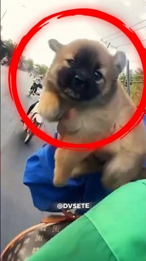 Esse FILHOTE é muito FOFO #curiosidades #cachorro #petsfofinhos