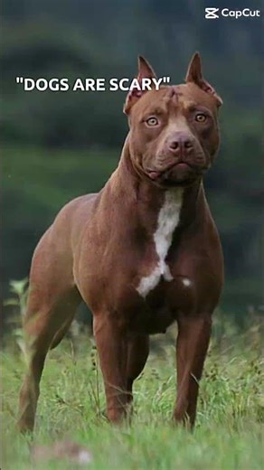 Rip to the grown brown dog named Kip