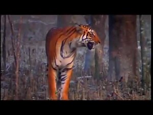 Man Eating Tigers of The Sundarbans BBC Nature Documentary