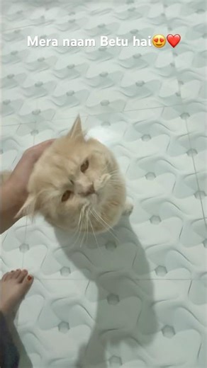 mera name betu hai😍❤️#cat #cute #youtubeshorts #trending #dailyvideo #dailyshorts #simpleliving
