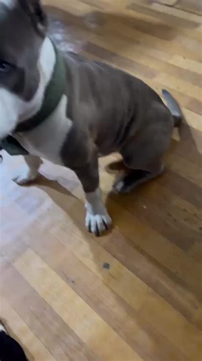 Nikola Petronijevic (@petronijevic___)’s videos with original sound - Nikola Petronijevic