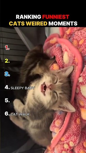 Ranking The Funniest Cats Weird Moments 😺😂😅😁 #petshub #cat #cat