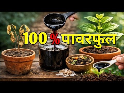 This Humic Acid will turn soil into gold. The secret way to make it at home.