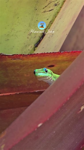 Gold Dust Day Gecko 🌈 Hawaii John