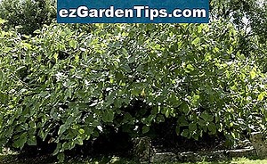 Variétés de figuier dans la zone 6 🌱 Conseils Jardiniers - Fr.ezGardenTips.com