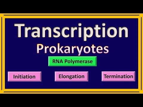 Transcription in Prokaryotes | Animated
