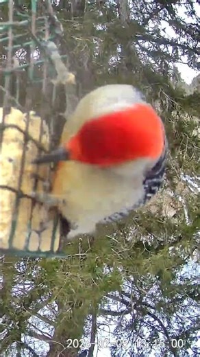 Red bellied woodpecker #wildlife #woodpeckerbird #woodpecker