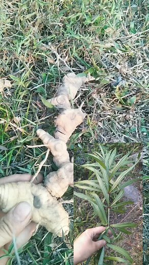 Exploring the Health Benefits of Ginger Root