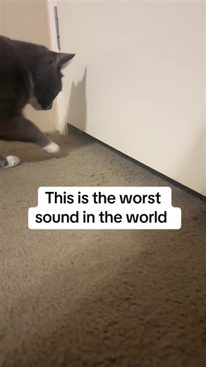 Protect Your Carpets: Smart Solutions for Cat Damage