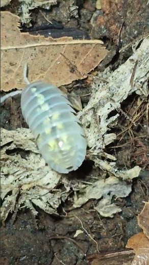 This Tiny Isopod Looks Like Magic!