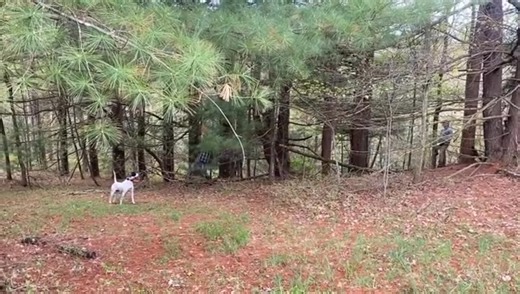 Vintage Video & Field Trial Action Video! This is National Champion Glassilaun War Paint competing in an amateur trial at the Freeland Kennel Club a few years ago Pedja Kazic was handling him for "Bat's" owner, Jamie Nee He went on to win 🥇 the stake! #proplansportingdogs #fieldtrials #englishpointer #englishpointersofinstagram #midnightkennelfieldtrials #midnightkennelvintagevideos | Midnight Kennel