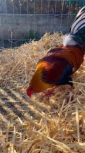 70K views · 4.8K reactions | Alimonados o retintos ? Comenten | Spring Valley Farm | Facebook