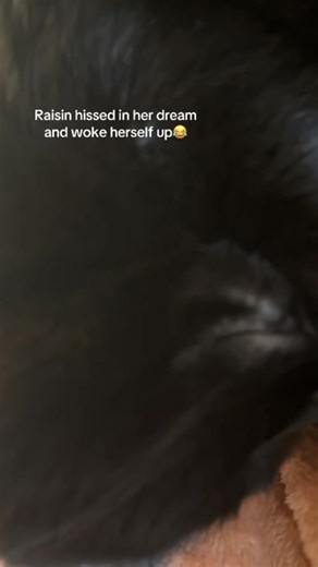 3.4K views · 50 reactions | Cat hiccuping #cat #catsoftiktok #funnycat #funnyvideo #funnyvideos #catvideos | Funny cat 520 | Facebook