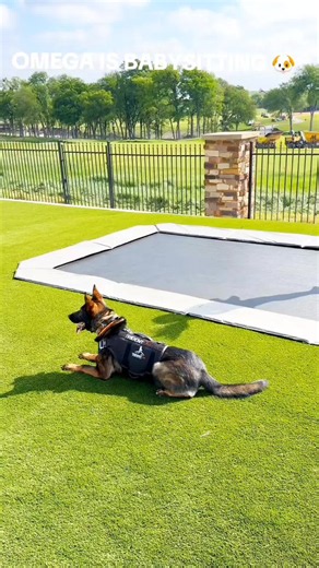K9 Trainer Tips: Effective Dog Training Techniques