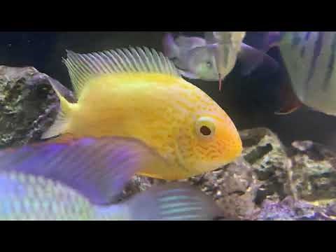Under rated - Gold Severum Cichlid