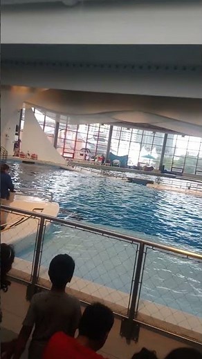 Baltimore's National Aquarium - Dolphin Show