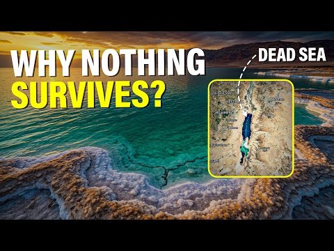Dead Sea Mysteries: Why Nothing Can Survive in the Dead Sea