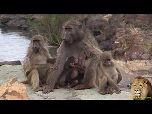 Very Cute. Baboons Nursing Their Babies