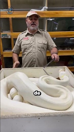 The albino snake: One of the most beautiful creatures in the world.