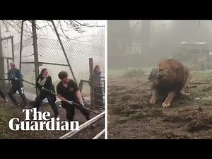 Tug-of-war with a lion? Dartmoor zoo offers 'cruel' challenge