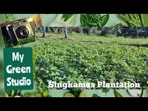 A visit to Singkamas Plantation.