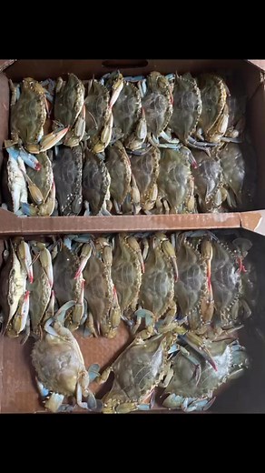 Creative Coastal Cuisine! We open at 5 PM. We just got a big delivery of fresh jumbo softshell crabs for the evening! Make your reservations on our Facebook page or our website or directly on Tock! | Patsy's Restaurant