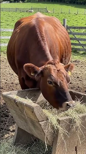 Cow Eating Grass 🐄🌿 | Peaceful Village Scene 😍