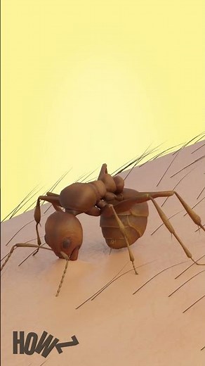 How Does An Ant Bite You? 🤯