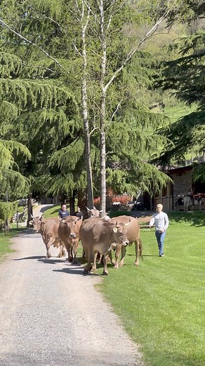 60K views · 1.4K reactions | Libertà! Stay Wild | Ferdy Wild | Facebook