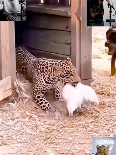 Why I Avoid Farms: A Hilarious Animal Comedy